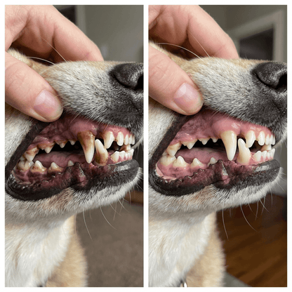 Natural Daily Dental Support