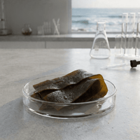 Brown Algae (Kelp)
